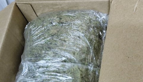 Aseguran casi 7 mil kilos de marihuana en el puerto de Veracruz