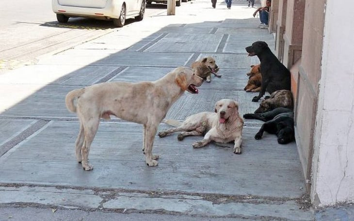 Más de 3 millones de perros en Coahuila: ¿Cuál es su Situación Actual?