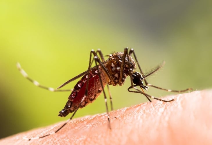 La exposición prenatal al virus del Zika podría afectar el sistema inmunitario de un niño