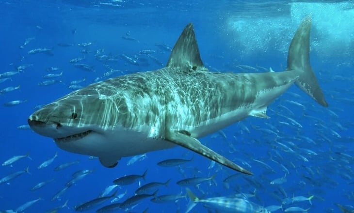 Joven surfista lucha contra tiburón en Australia y escapa herido