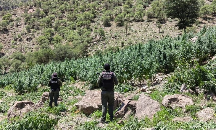 Destruyen más de 300 mil plantas de marihuana en sierra de Namiquipa 