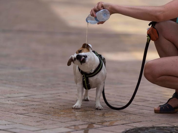 Golpe de calor puede ser una condición a la que se pueden enfrentar las mascotas