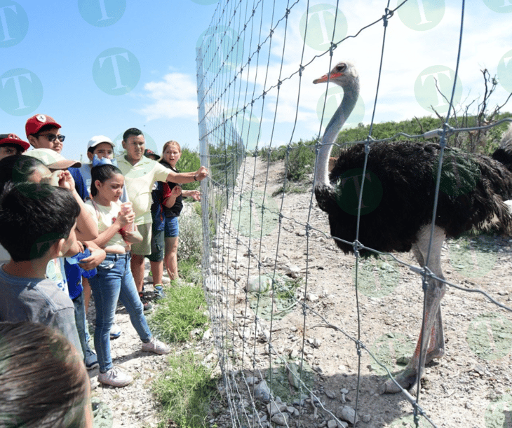 Gran afluencia de visitantes al zoológico; hacen recorrido 50 niños