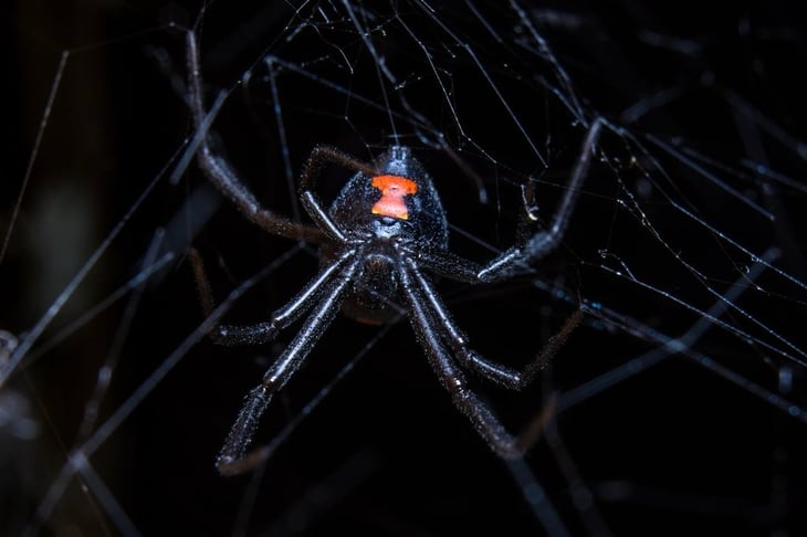 Científicos encuentran un posible antídoto contra la picadura de la araña conocida como viuda negra