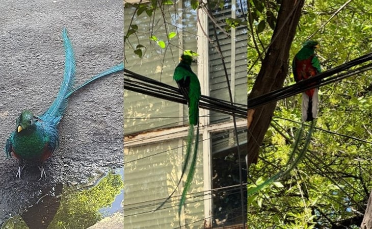 Rescatan a quetzal, ave en peligro de extinción, que deambulaba en CDMX