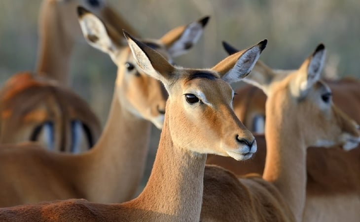 Virus causante de covid, muy extendido en animales silvestres en USA