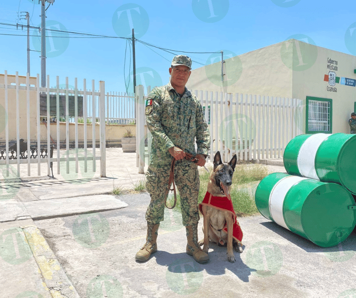 Militar de 4 patas entrenado con talento de un soldado  