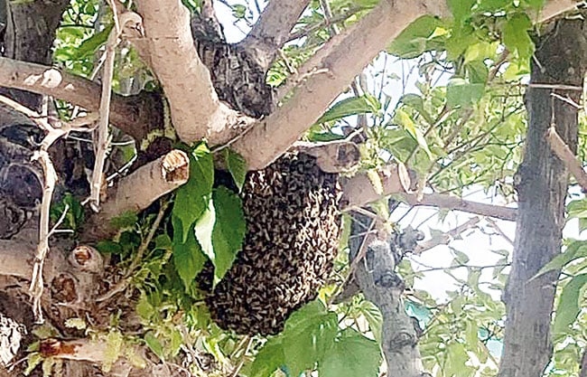 Alertan por abejas en Nadadores