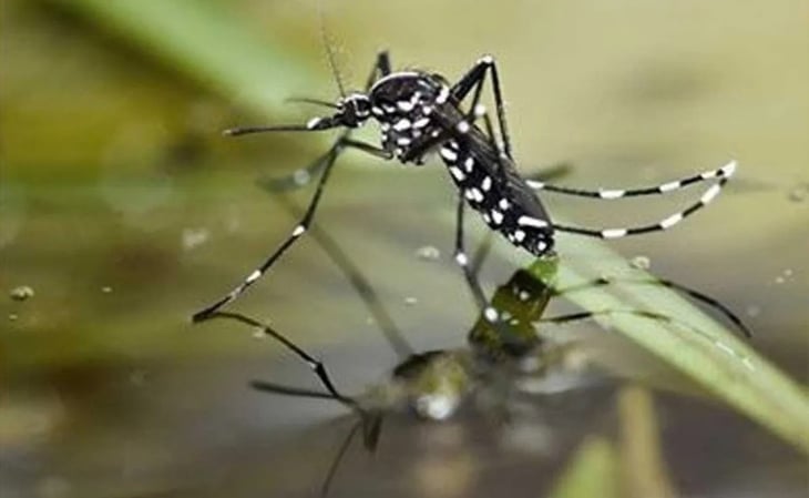 Dengue en México: estados con más casos y defunciones