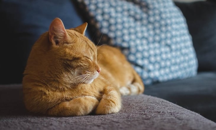 ¿Por qué los gatos duermen tanto?