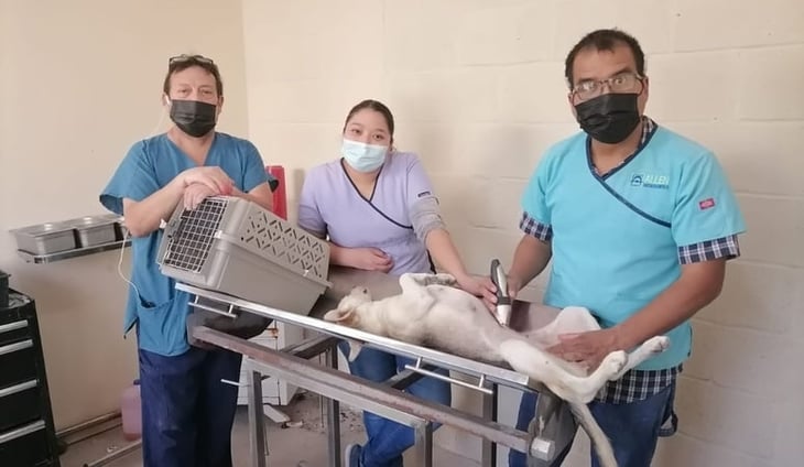 Organizan una nueva campaña de esterilización de mascotas en San Pedro