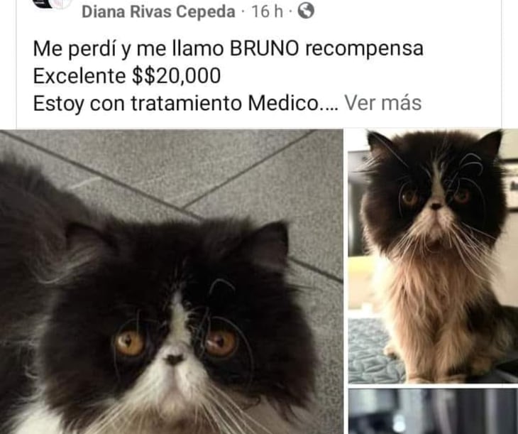 Bruno el gato persa ya apareció: Andaba de noviero el pillín