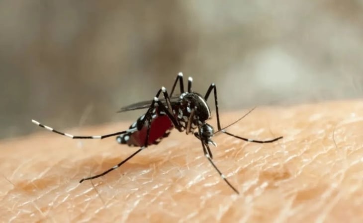 Salud lanza campaña nacional para prevenir el dengue: Protección y prevención como prioridad