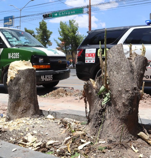 Talan árboles de V. Carranza, ante la mirada del municipio