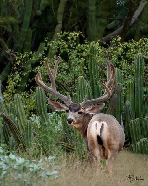 Resiliencia ecológica: En el norte de Coahuila se repueblan especies