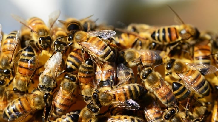 Suman 10 ataques de abejas en lo que va del año en Ahome, Sinaloa