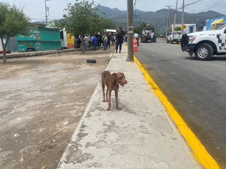 Rickettsia en canes de Monclova: veterinario pide cuidar mascotas