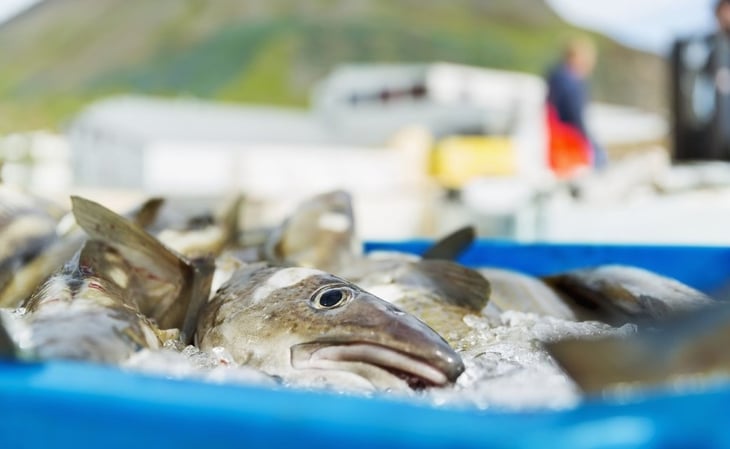 Utilizan piel de pescado para cicatrizar heridas en diabéticos