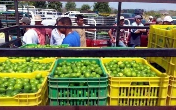 Piden a limoneros no pagar impuestos e invertir en seguridad