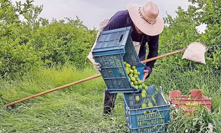 'El Bótox', responsable de extorsiones a limoneros