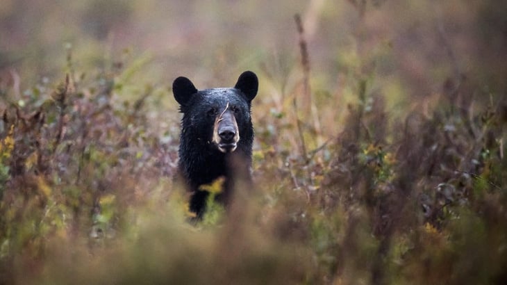 Una familia come un oso y termina con gusanos parásitos