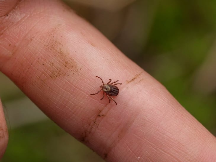 Científicos mapean la genética de las bacterias de la enfermedad de Lyme