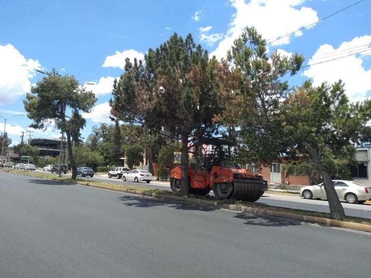 Señalan clubes ecológicos causas del daño a los árboles