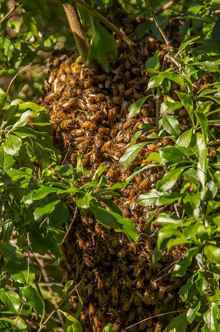 El peligro de los ataques de abejas y cómo actuar ante un enjambre