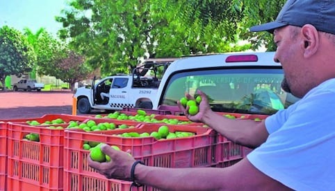 Refuerzan seguridad en Michoacán para proteger a limoneros