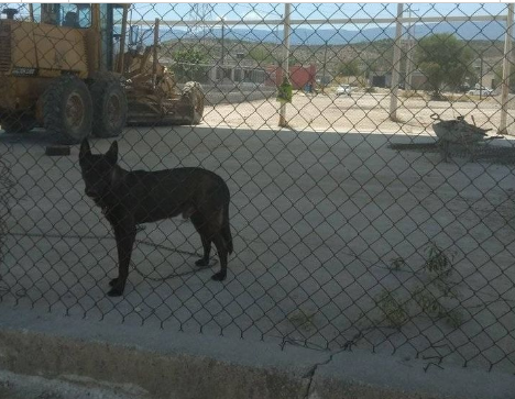 Habitantes de Valle de San Miguel temen ante la presencia de un perro aparentemente agresivo 