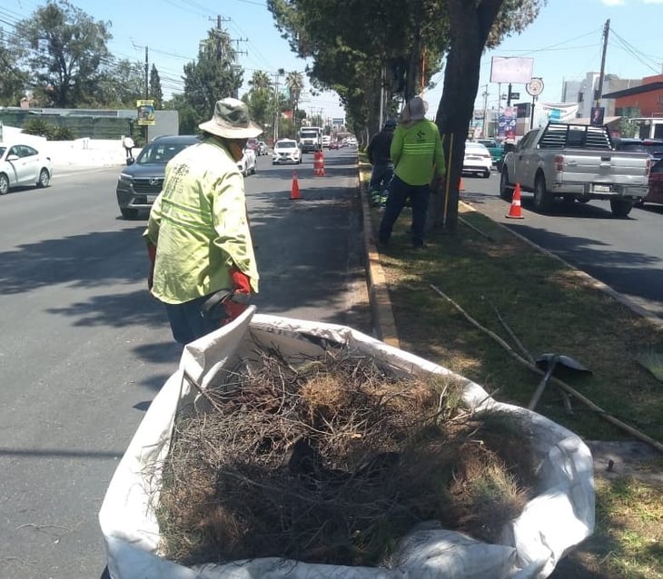 Eliminan las ramas secas; no saben porque están así