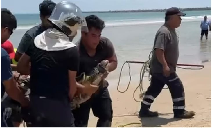 VIDEO: Capturan a cocodrilo en playa de Tamaulipas