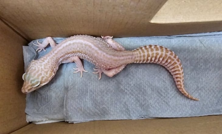 GN localiza a un gecko leopardo, reptil enviado por paquetería en Zacatecas