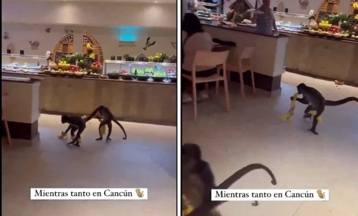 Monos araña protagonizan 'gran robo' en la Riviera Maya	