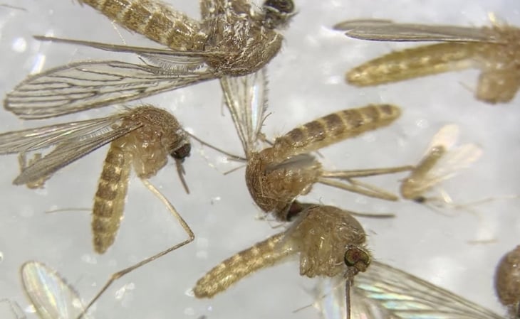 Toque de queda voluntario en Massachusetts por rara enfermedad transmitida por mosquitos