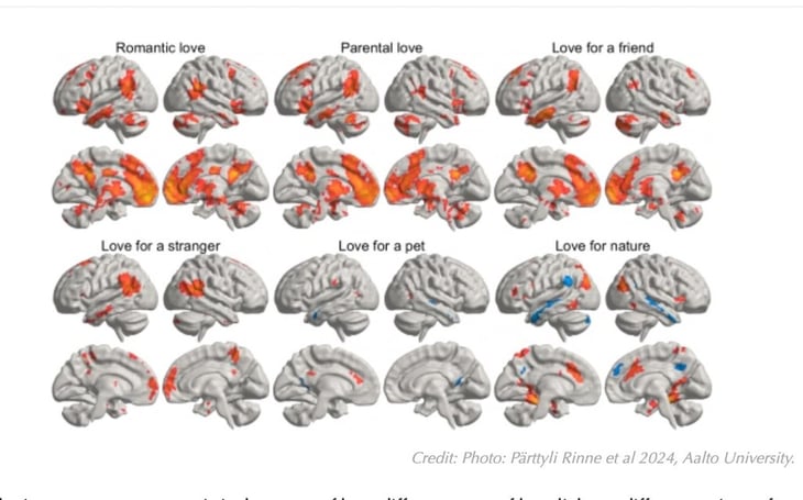 La ciencia investiga dónde vive el amor en el cerebro