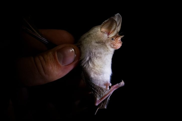 ¿Cómo viven los murciélagos con niveles de azúcar en sangre que matarían a los humanos?