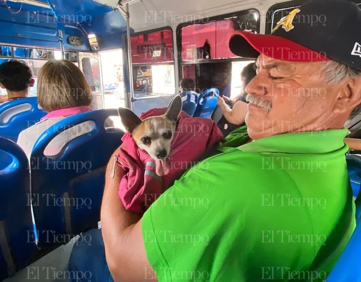 Doroti la perrita chihuahua que toma el camión de la Borja	 