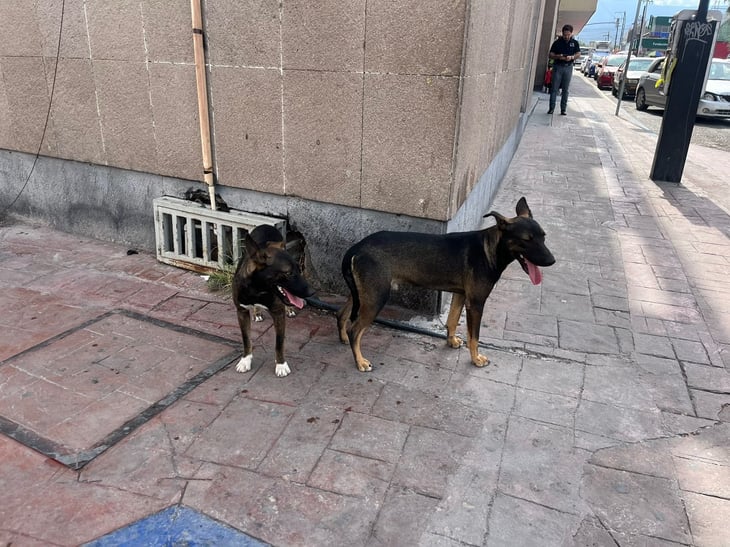 Incrementa la presencia de perros callejeros en el Centro de Monclova