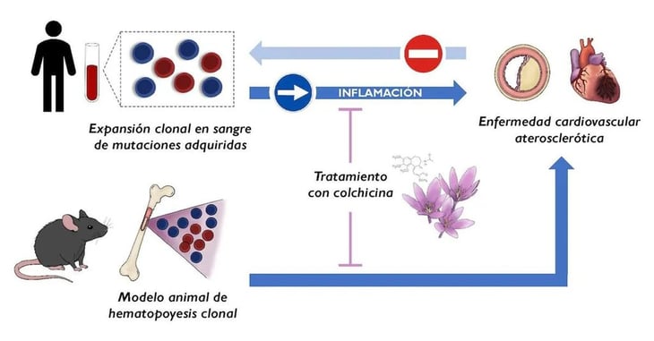 Hallan un nuevo factor de riesgo cardiaco y cómo tratarlo por menos de 5 euros