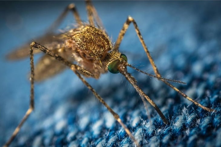 Mosquitos del dengue desarrollan resistencia a insecticidas