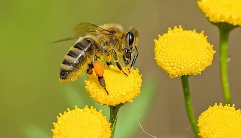 Adulto mayor es hospitalizado tras sufrir ataque masivo de abejas en Sinaloa