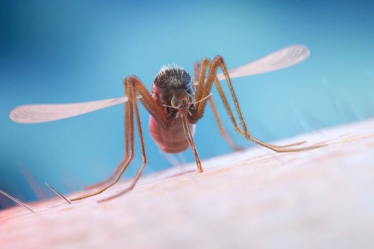 ¿Qué es el virus de la encefalitis equina del este transmitido por mosquitos?