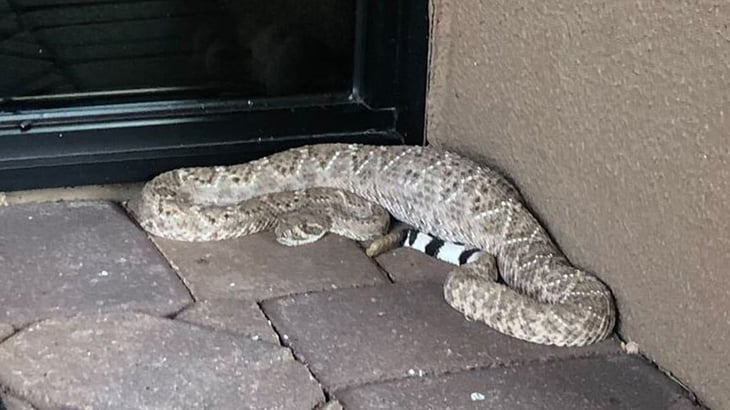 Reportan 5 mordeduras de serpiente de cascabel en la región