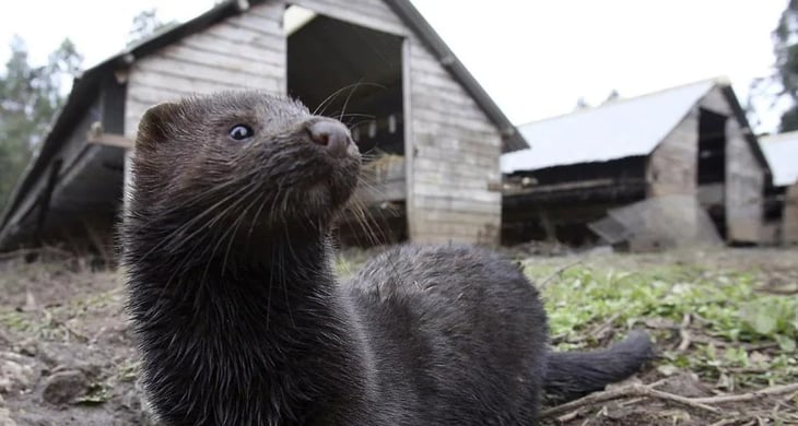 Virus nuevos y peligrosos se encuentran en animales criados en China para obtener pieles