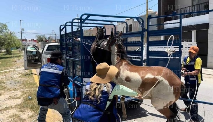 Ciudadanos reinciden en dejar sueltos a sus caballos en zonas urbanas