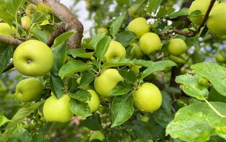 Solo cosecharán 15% de manzanas en Arteaga; productores ya se preparan para el siguiente año