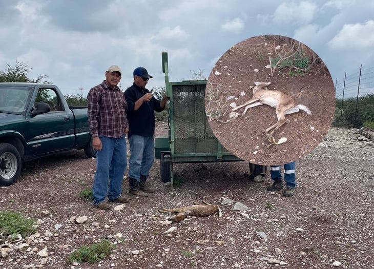 Fiera mató a dos venaditos en zoológico; restringen acceso a venados por seguridad