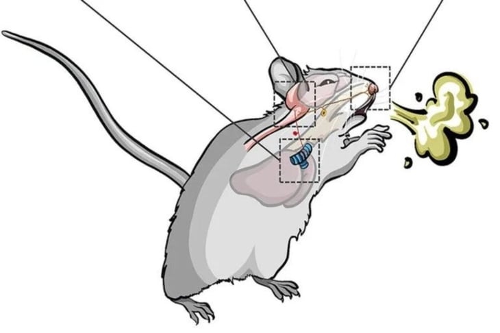 Cómo separa el cerebro el estornudo de la tos, según los ratones