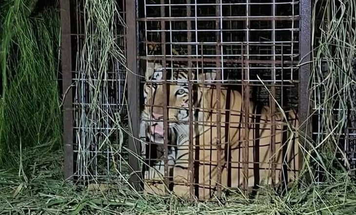 Capturan a tigre siberiano que escapó de un zoológico en Tamaulipas